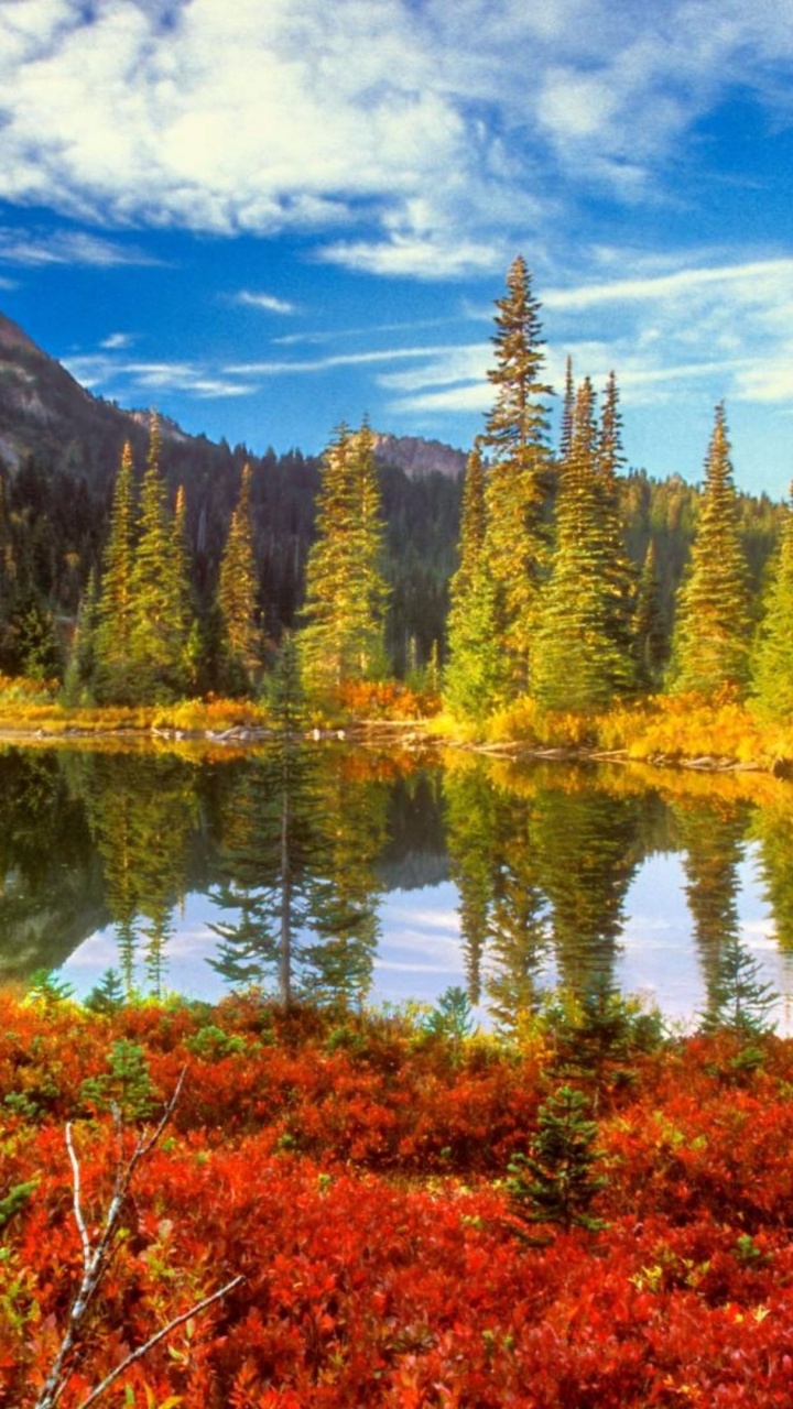 Обои природа, отражение, дикая местность, лист, природный заповедник в разрешении 720x1280