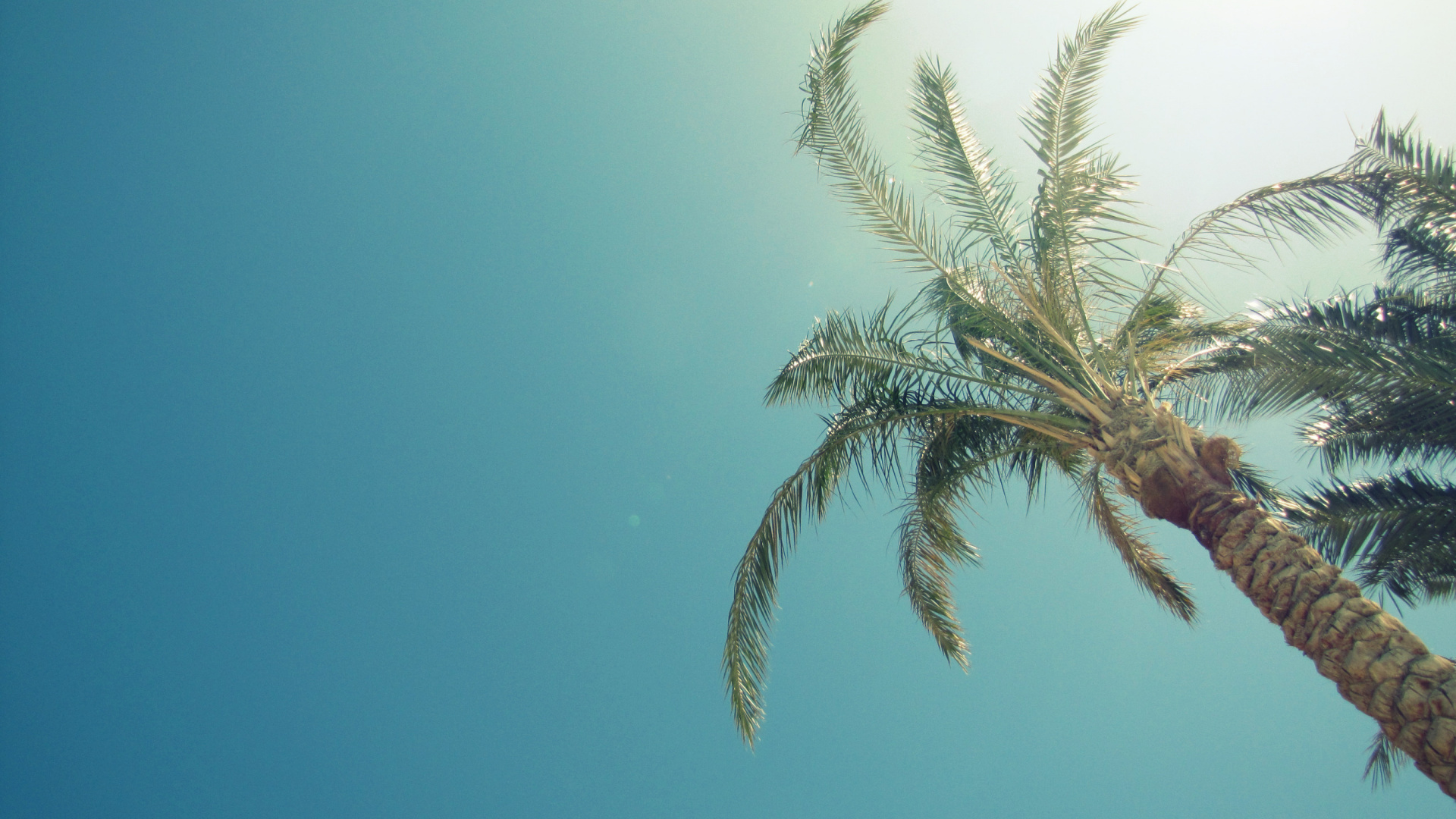 Обои пальмовые рощи, дерево, Пальма, ветвь, финиковая пальма в разрешении 1920x1080