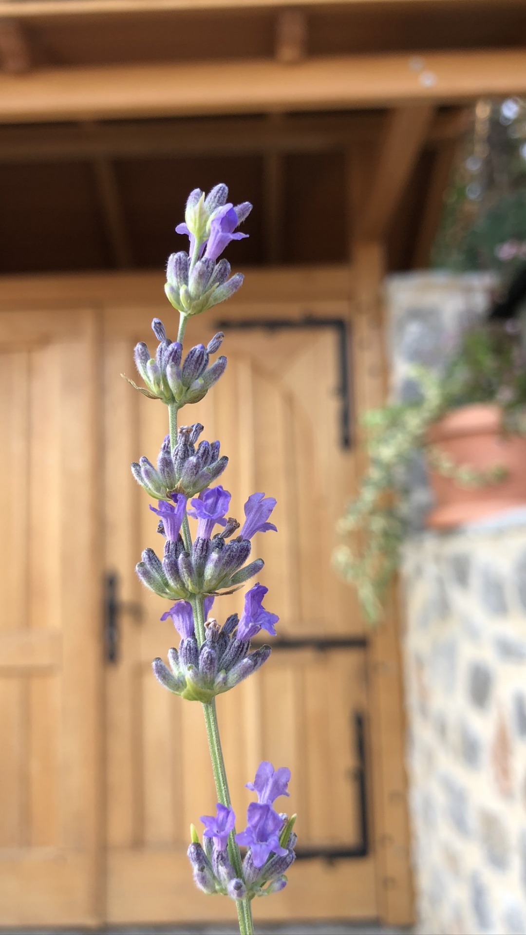 Обои Флора, цветковое растение, английский лаванды, физика, биология в разрешении 1080x1920