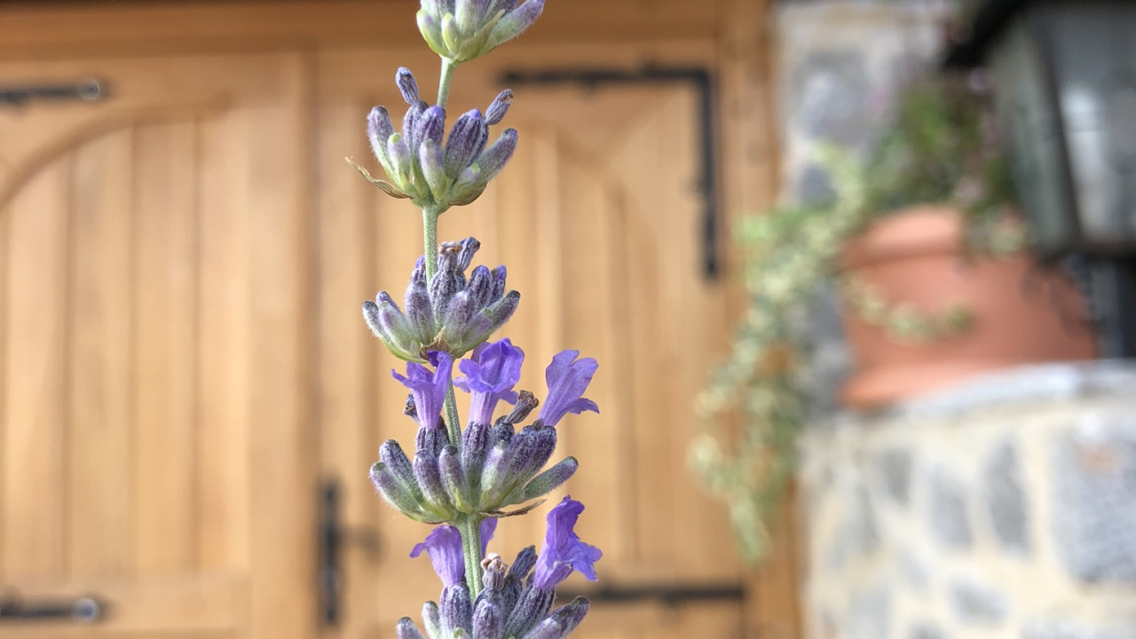 Обои Флора, цветковое растение, английский лаванды, физика, биология в разрешении 1280x720