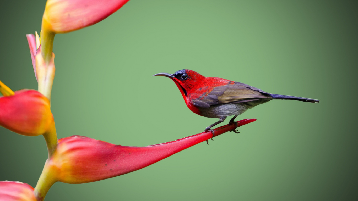 Обои птица, красный цвет, клюв, цветок, лепесток в разрешении 1366x768