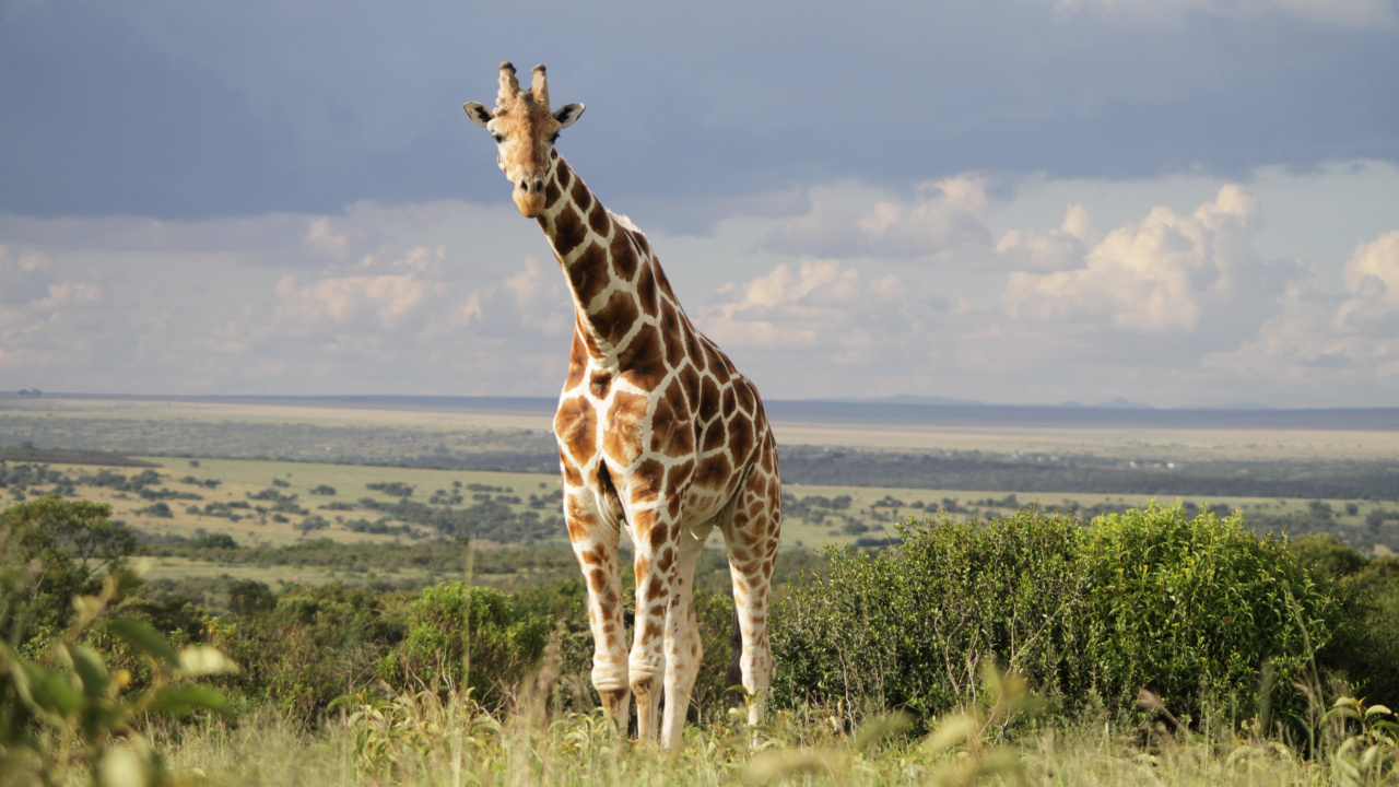 Обои Жираф, наземные животные, живая природа, жирафовые, сенокосное угодье в разрешении 1280x720