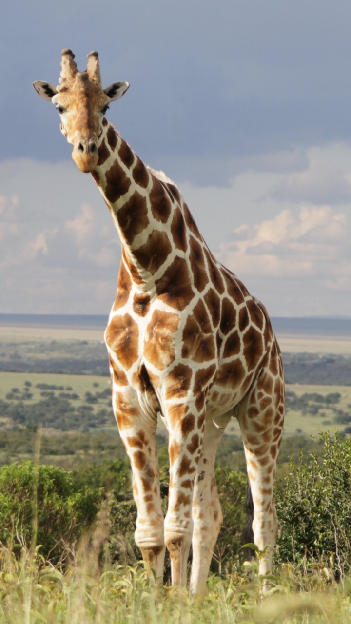 Обои Жираф, наземные животные, живая природа, жирафовые, сенокосное угодье в разрешении 720x1280