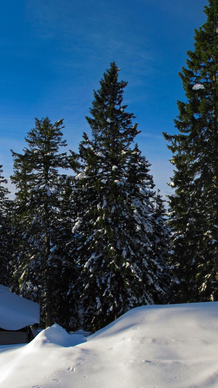 Обои снег, зима, дерево, древесные растения, пихта в разрешении 750x1334