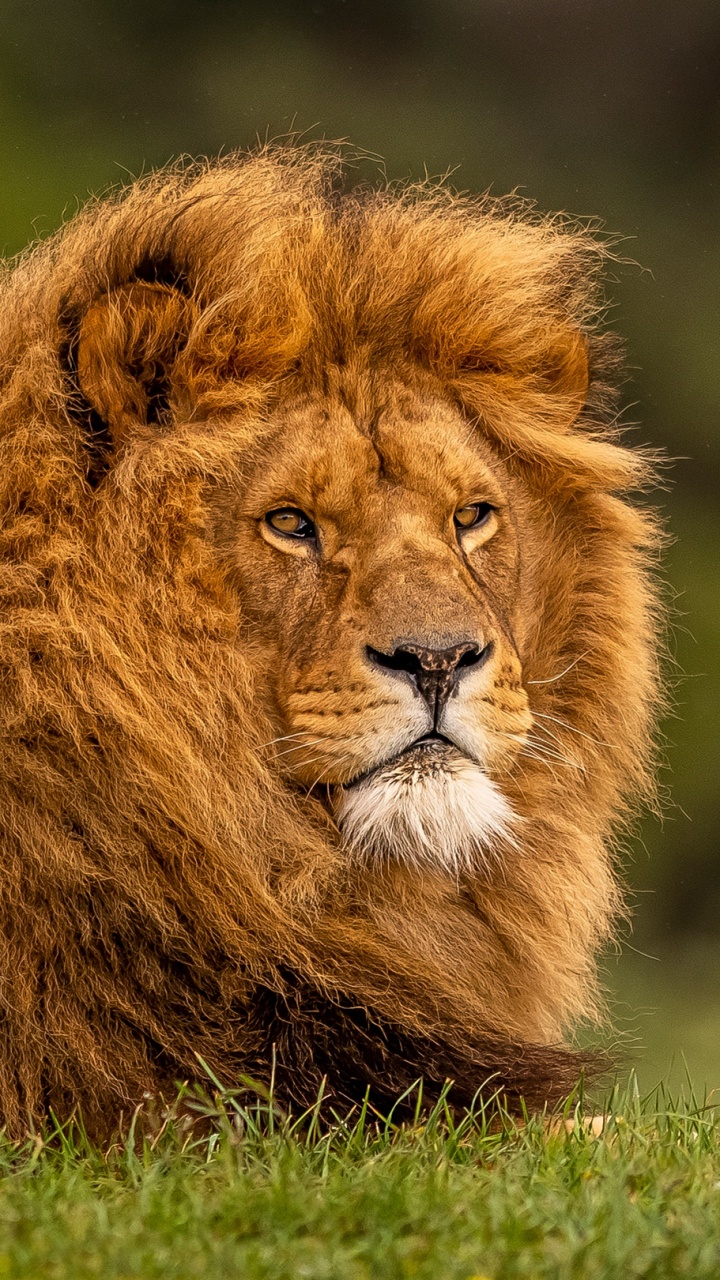 Обои Лев, кот, большая кошка, живая природа, наземные животные в разрешении 720x1280