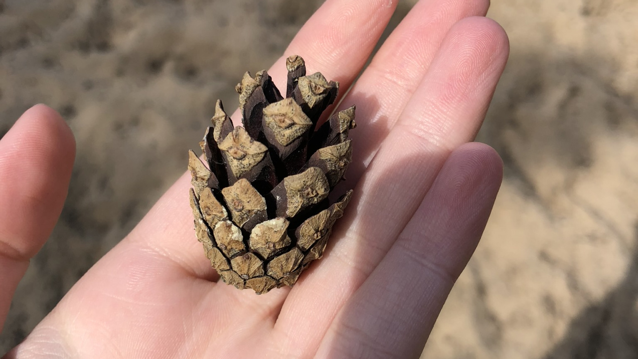 Обои палец, большой палец, ноготь, песок, натуральный материал в разрешении 1280x720