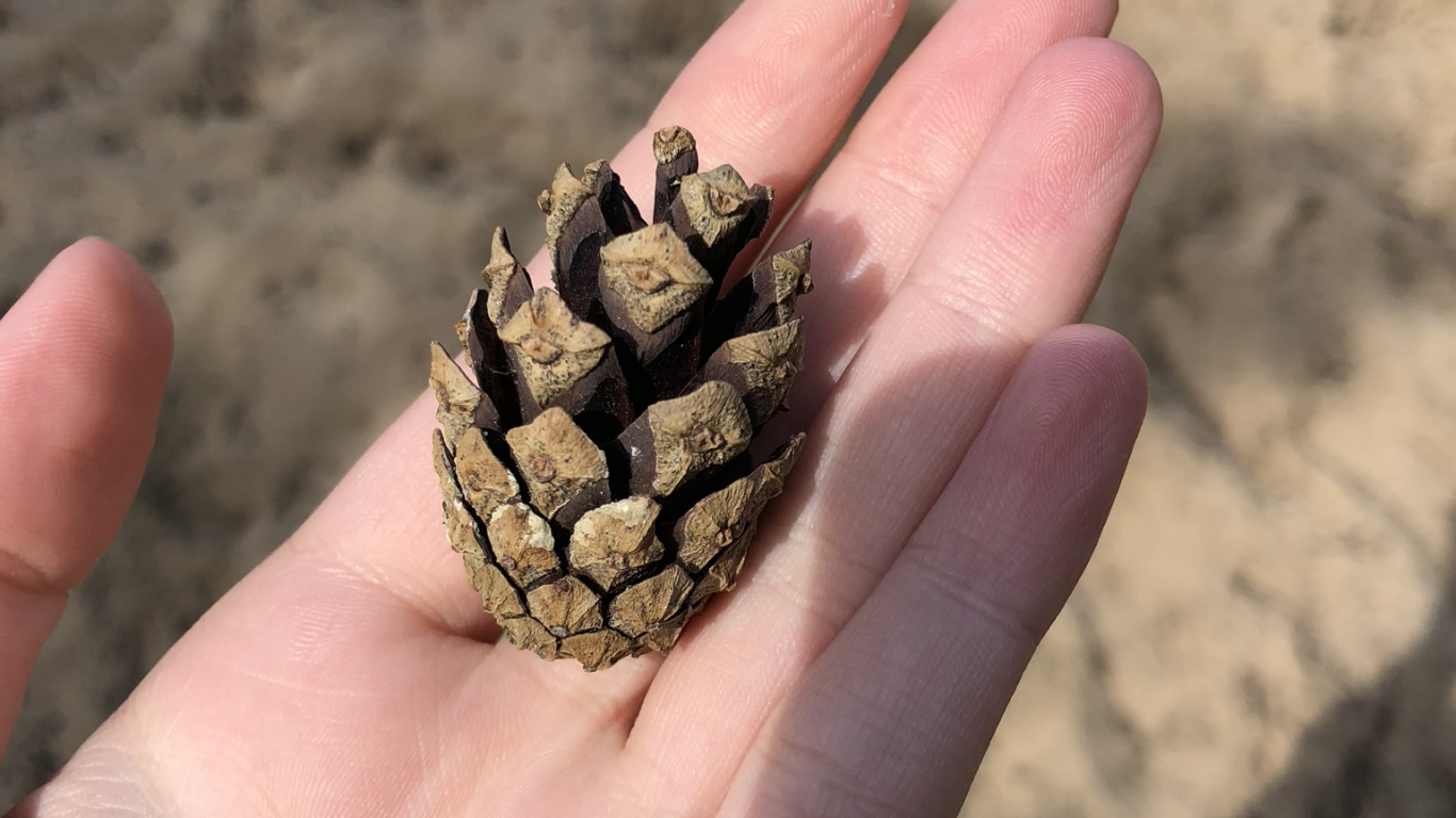 Обои палец, большой палец, ноготь, песок, натуральный материал в разрешении 1366x768