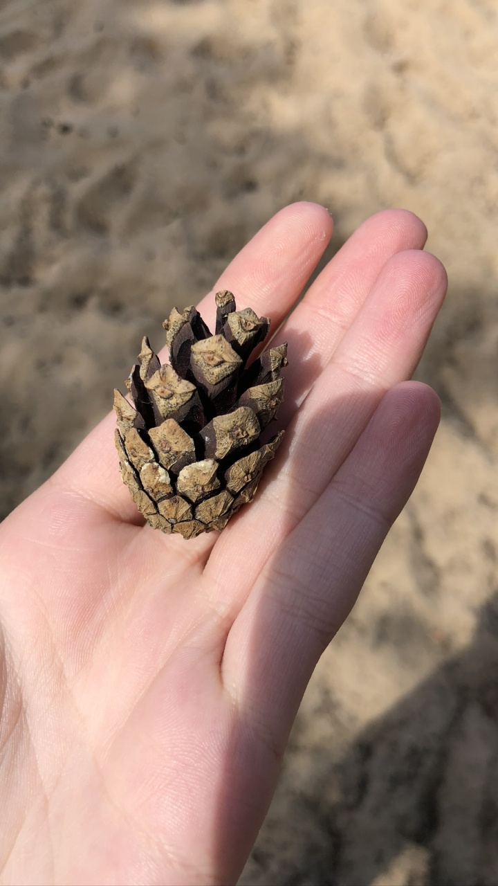 Обои палец, большой палец, ноготь, песок, натуральный материал в разрешении 720x1280