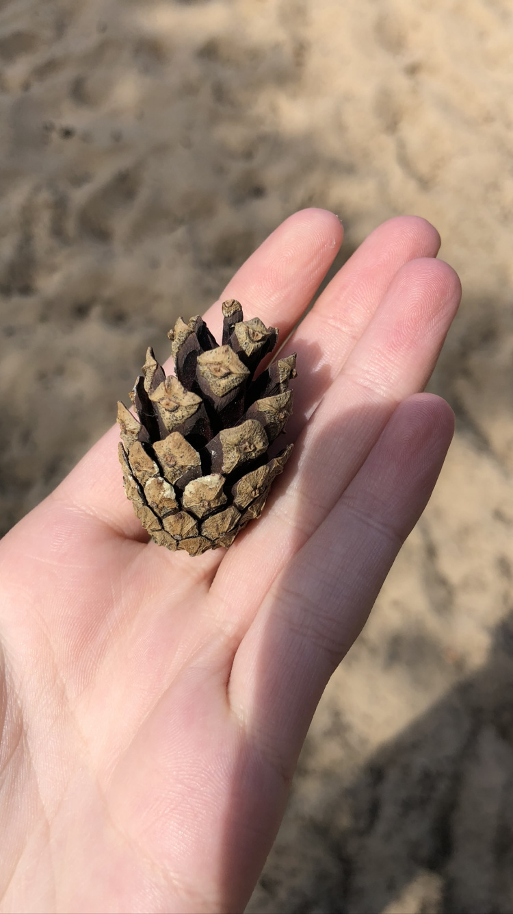 Обои палец, большой палец, ноготь, песок, натуральный материал в разрешении 750x1334