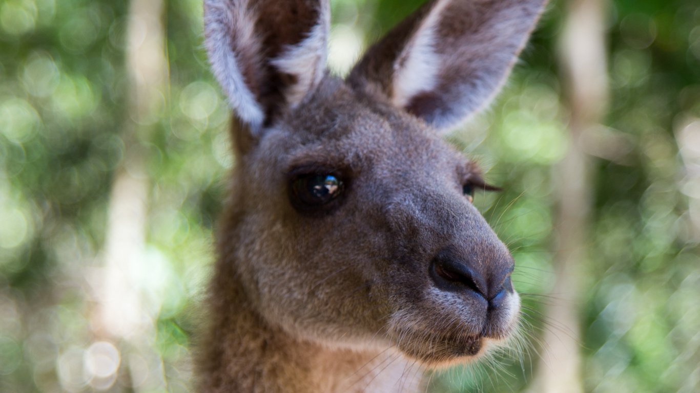 Обои живая природа, наземные животные, кенгуру, ламы, животное в разрешении 1366x768