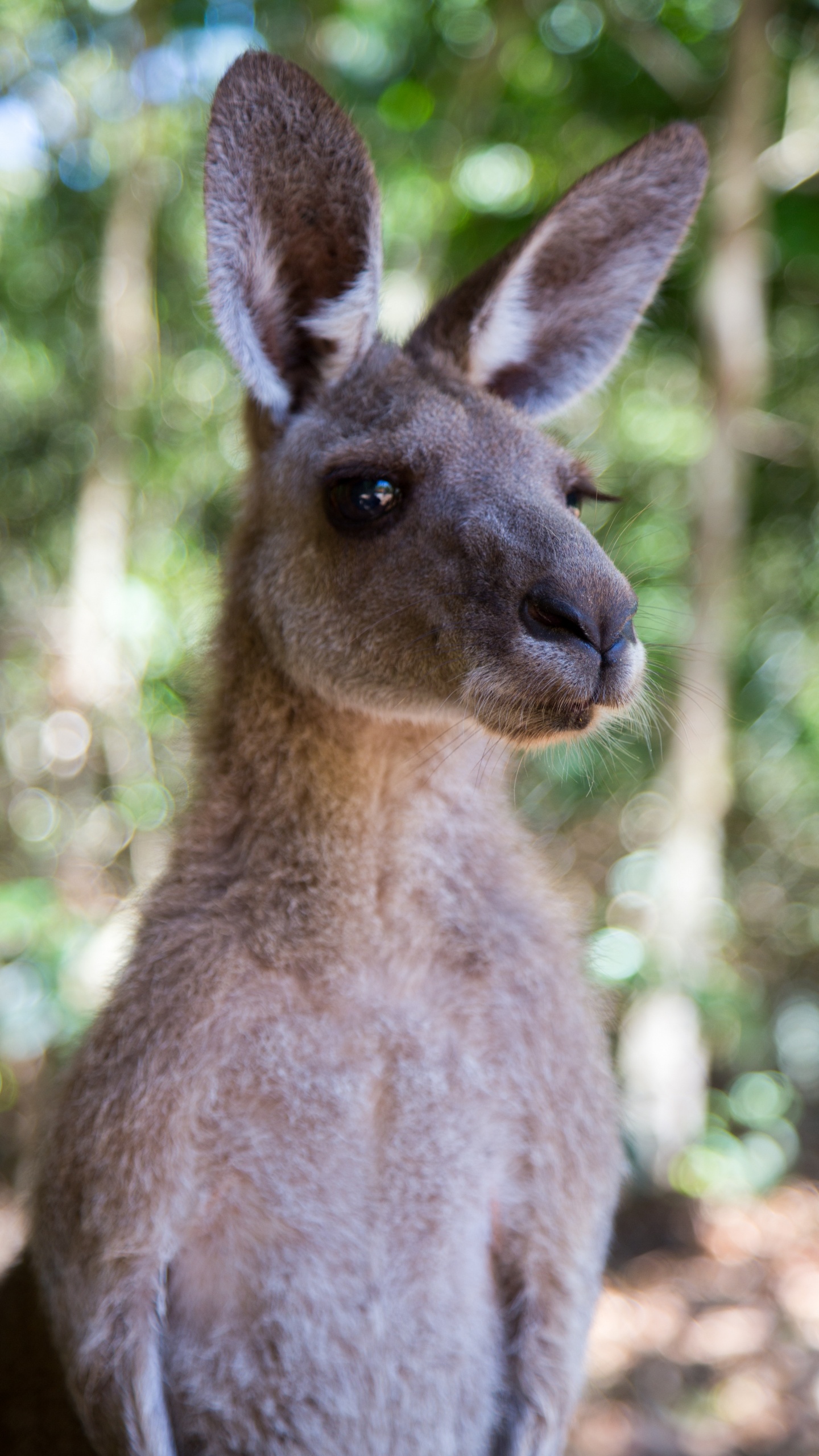 Обои живая природа, наземные животные, кенгуру, ламы, животное в разрешении 1440x2560