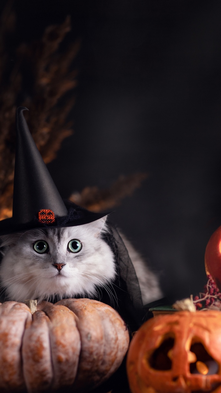 Обои Хэллоуин кошка, кот, котенок, бакенбарды, черная кошка в разрешении 720x1280