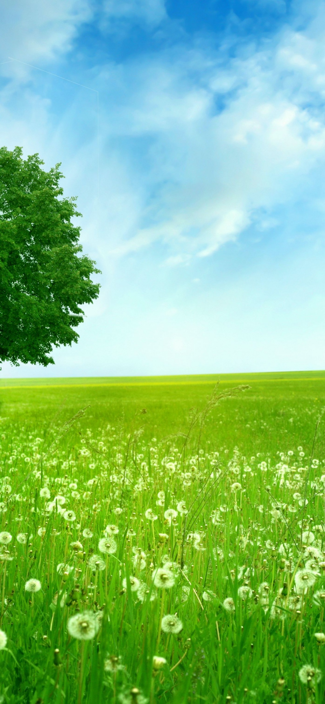 Обои зеленый, дерево, природа, луг, сенокосное угодье в разрешении 1125x2436