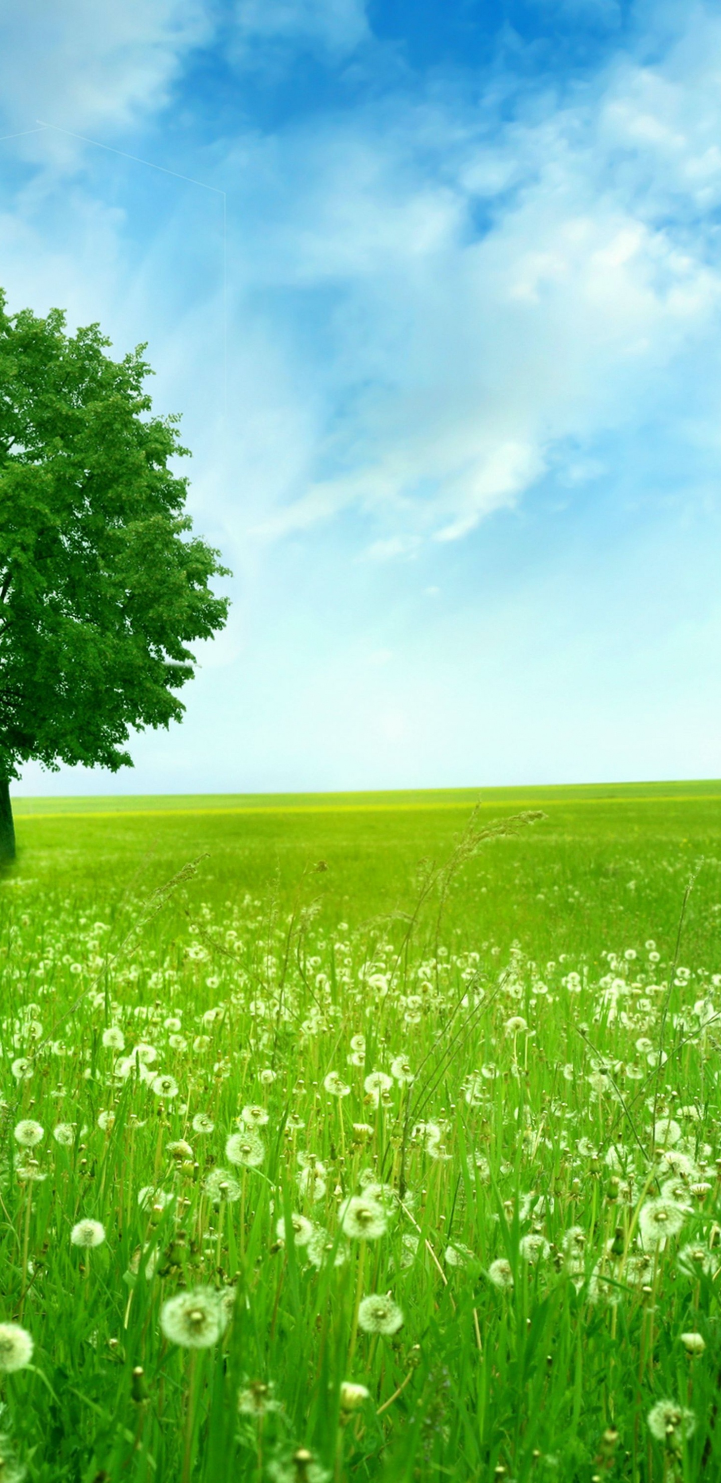 Обои зеленый, дерево, природа, луг, сенокосное угодье в разрешении 1440x2960