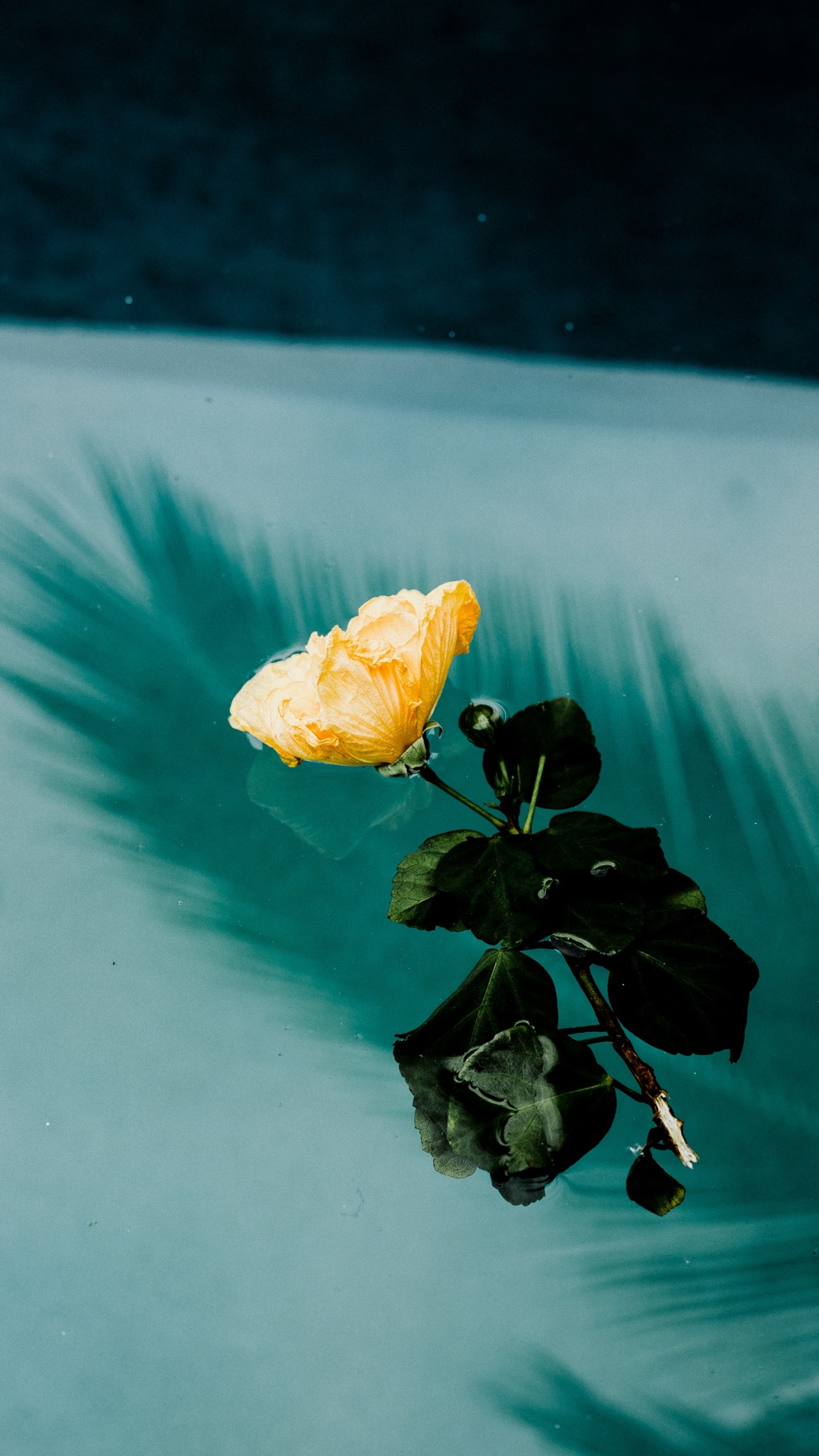 Обои синий, зеленый, желтый, цветок, лист в разрешении 1080x1920