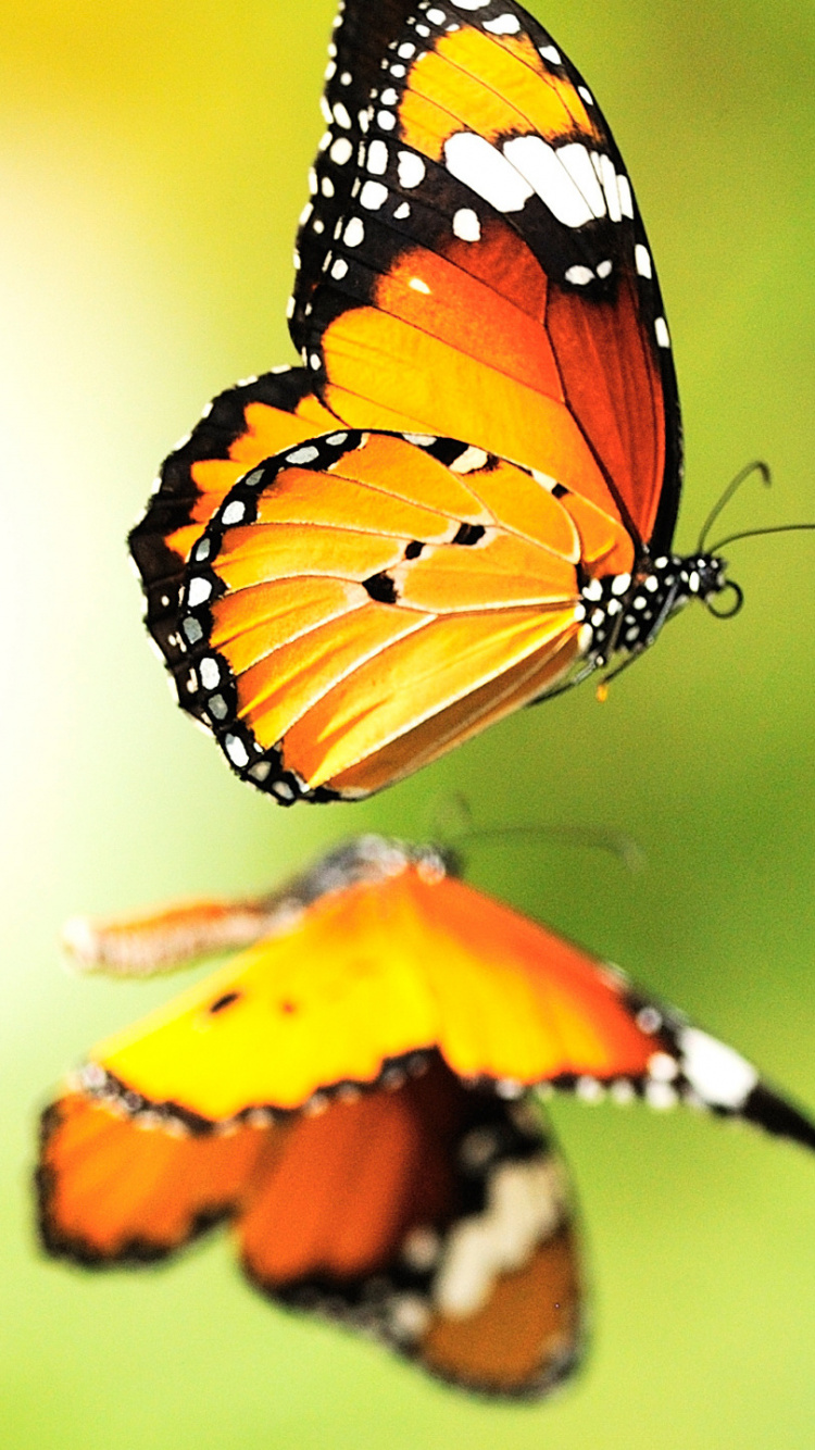 Обои насекомое, бабочкамонарх, бабочка, мотыльки и бабочки, беспозвоночных в разрешении 750x1334