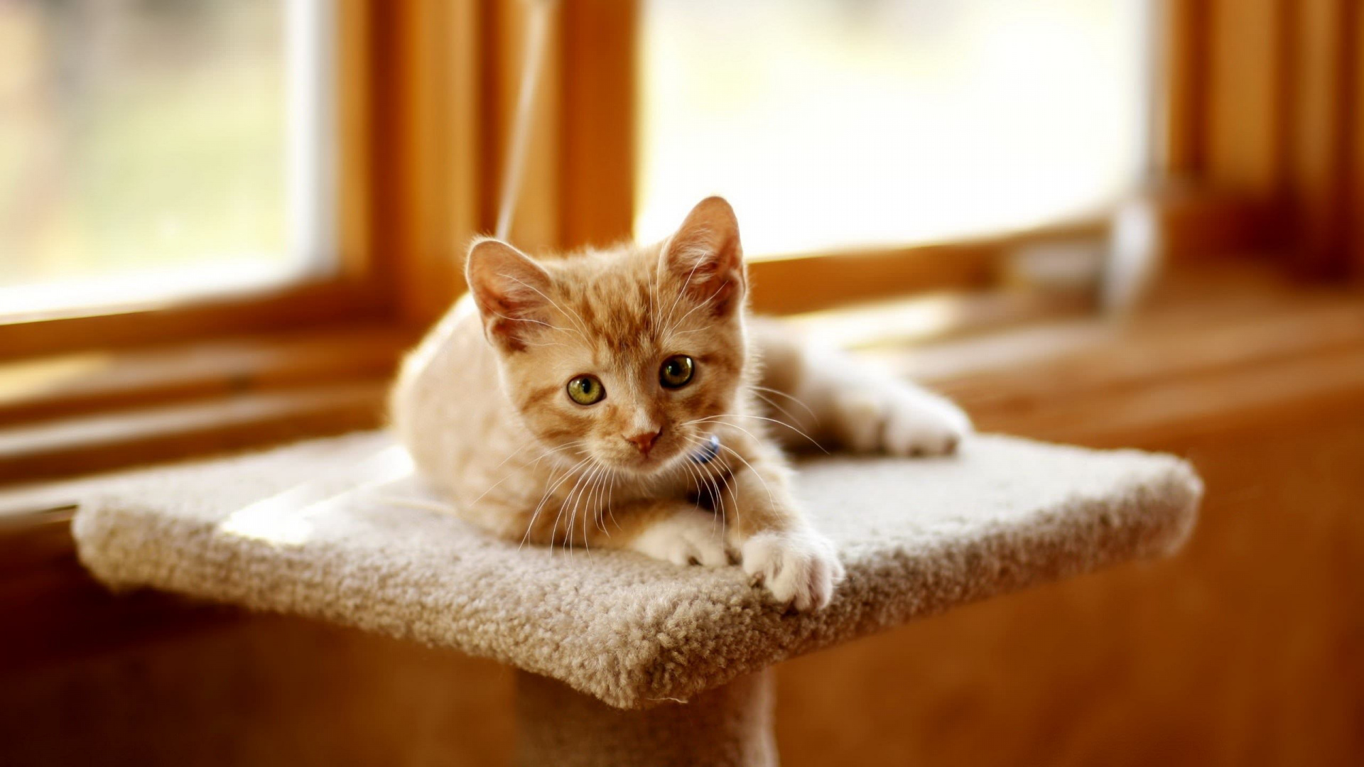 Обои котенок, кот, бакенбарды, морда, Дикая кошка в разрешении 1920x1080