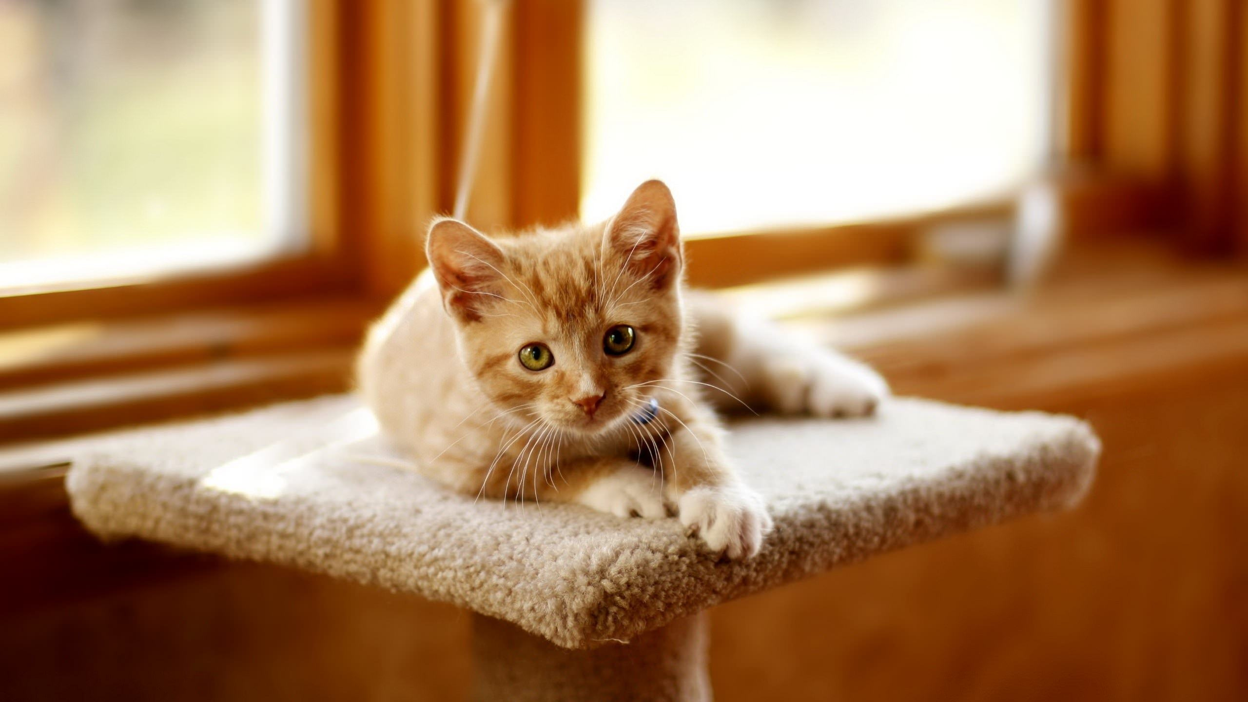 Обои котенок, кот, бакенбарды, морда, Дикая кошка в разрешении 2560x1440