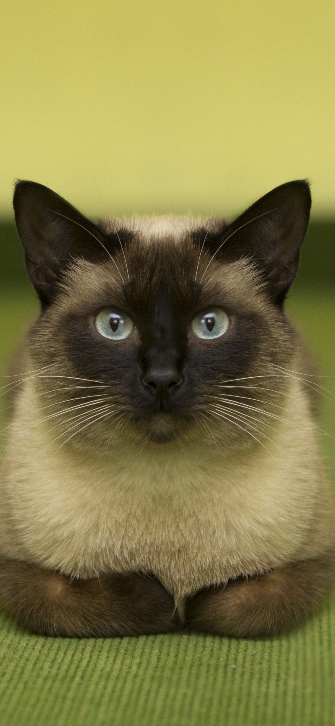 Обои сиамская кошка, бурманская кошка, котенок, кот, кошачьих в разрешении 1125x2436