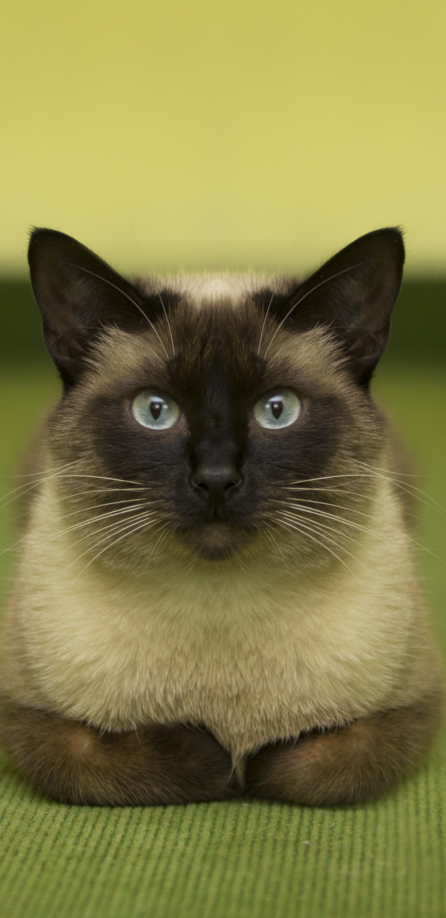 Обои сиамская кошка, бурманская кошка, котенок, кот, кошачьих в разрешении 1440x2960