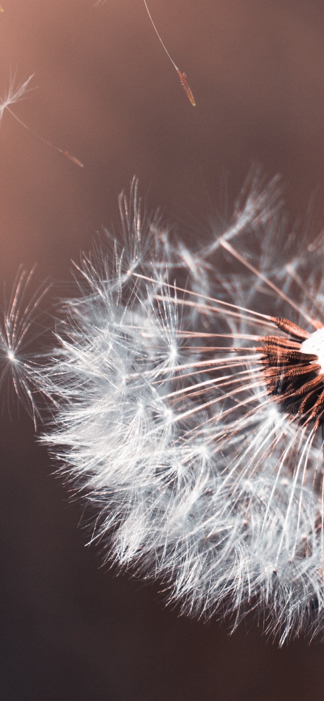 Обои правило третей крупным планом, свет, фильм, весна, одуванчик в разрешении 1125x2436