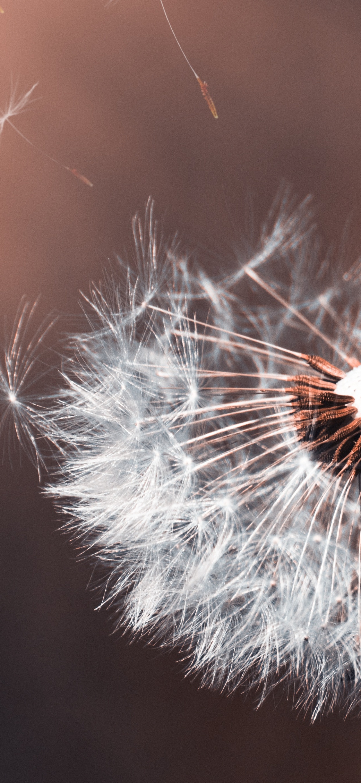 Обои правило третей крупным планом, свет, фильм, весна, одуванчик в разрешении 1242x2688