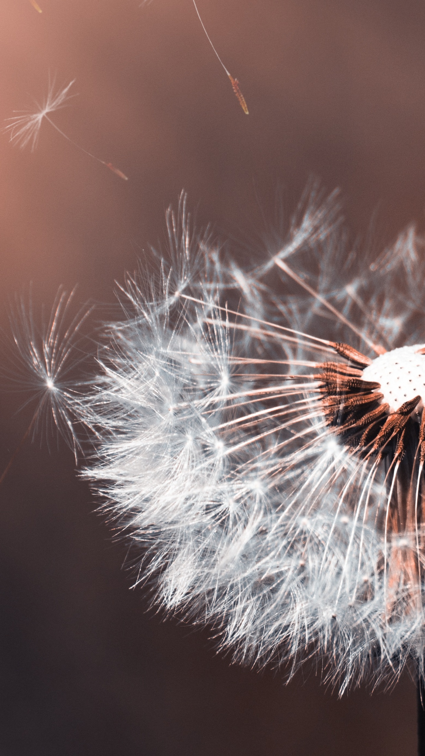 Обои правило третей крупным планом, свет, фильм, весна, одуванчик в разрешении 1440x2560