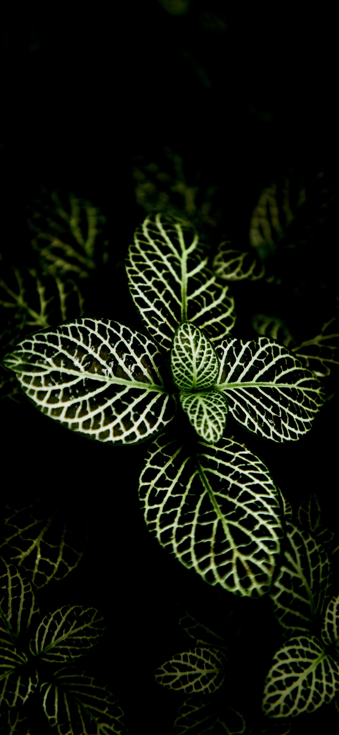 Обои орхидеи из Филиппин, растение, суккулент, дизайн интерьера, цветок в разрешении 1125x2436