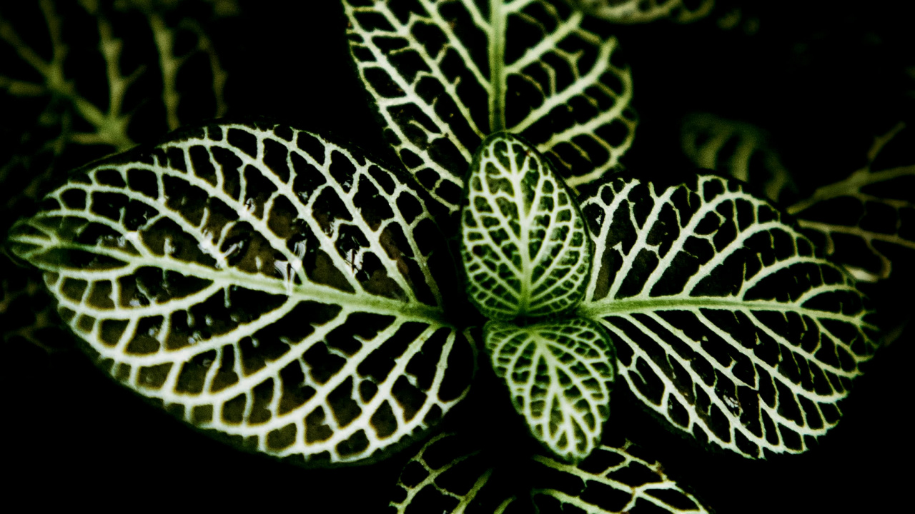 Обои орхидеи из Филиппин, растение, суккулент, дизайн интерьера, цветок в разрешении 1280x720