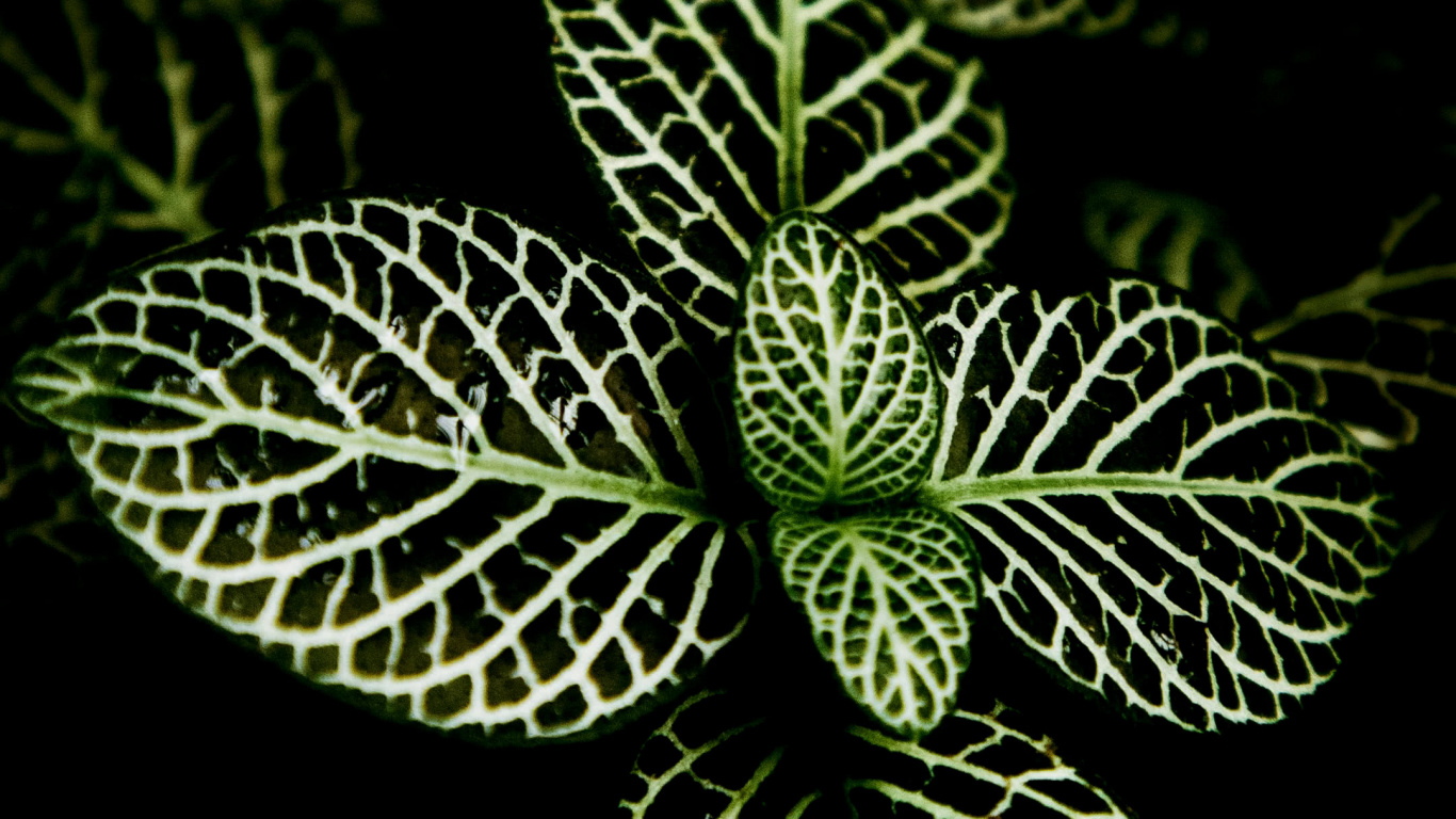 Обои орхидеи из Филиппин, растение, суккулент, дизайн интерьера, цветок в разрешении 1366x768