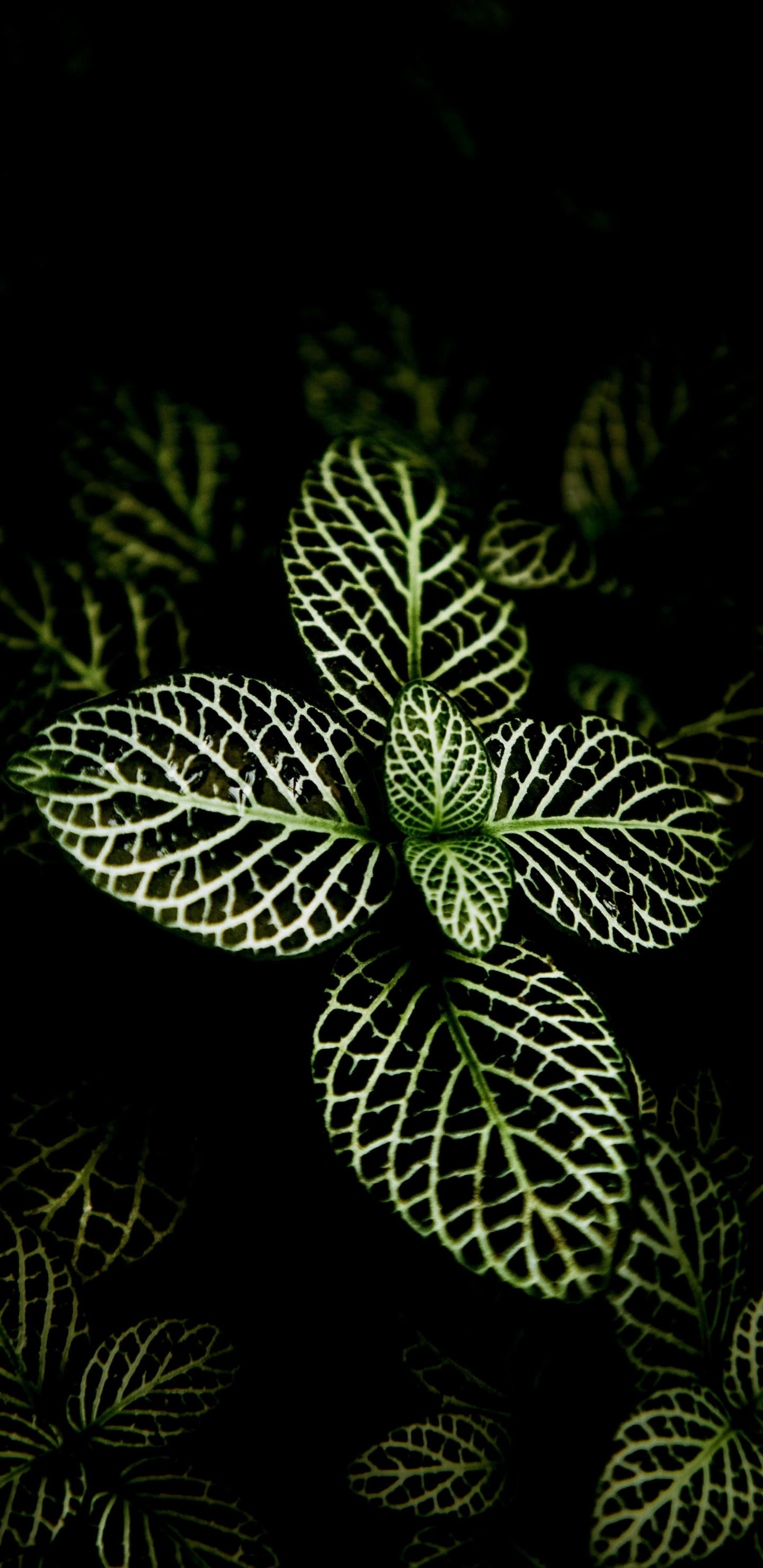 Обои орхидеи из Филиппин, растение, суккулент, дизайн интерьера, цветок в разрешении 1440x2960