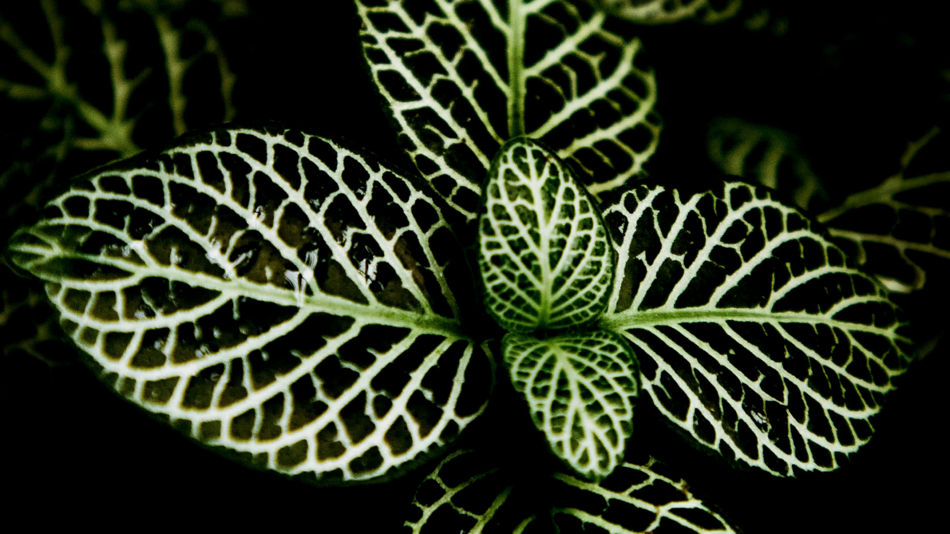 Обои орхидеи из Филиппин, растение, суккулент, дизайн интерьера, цветок в разрешении 1920x1080