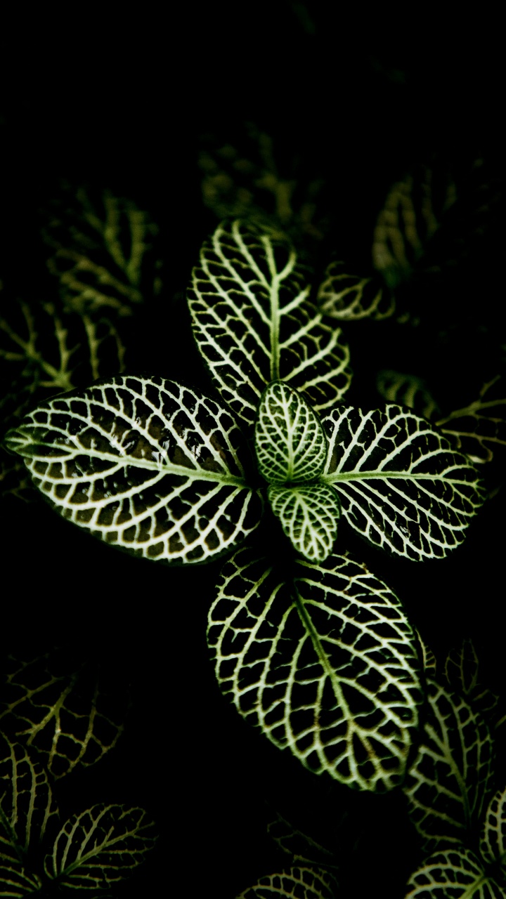 Обои орхидеи из Филиппин, растение, суккулент, дизайн интерьера, цветок в разрешении 720x1280