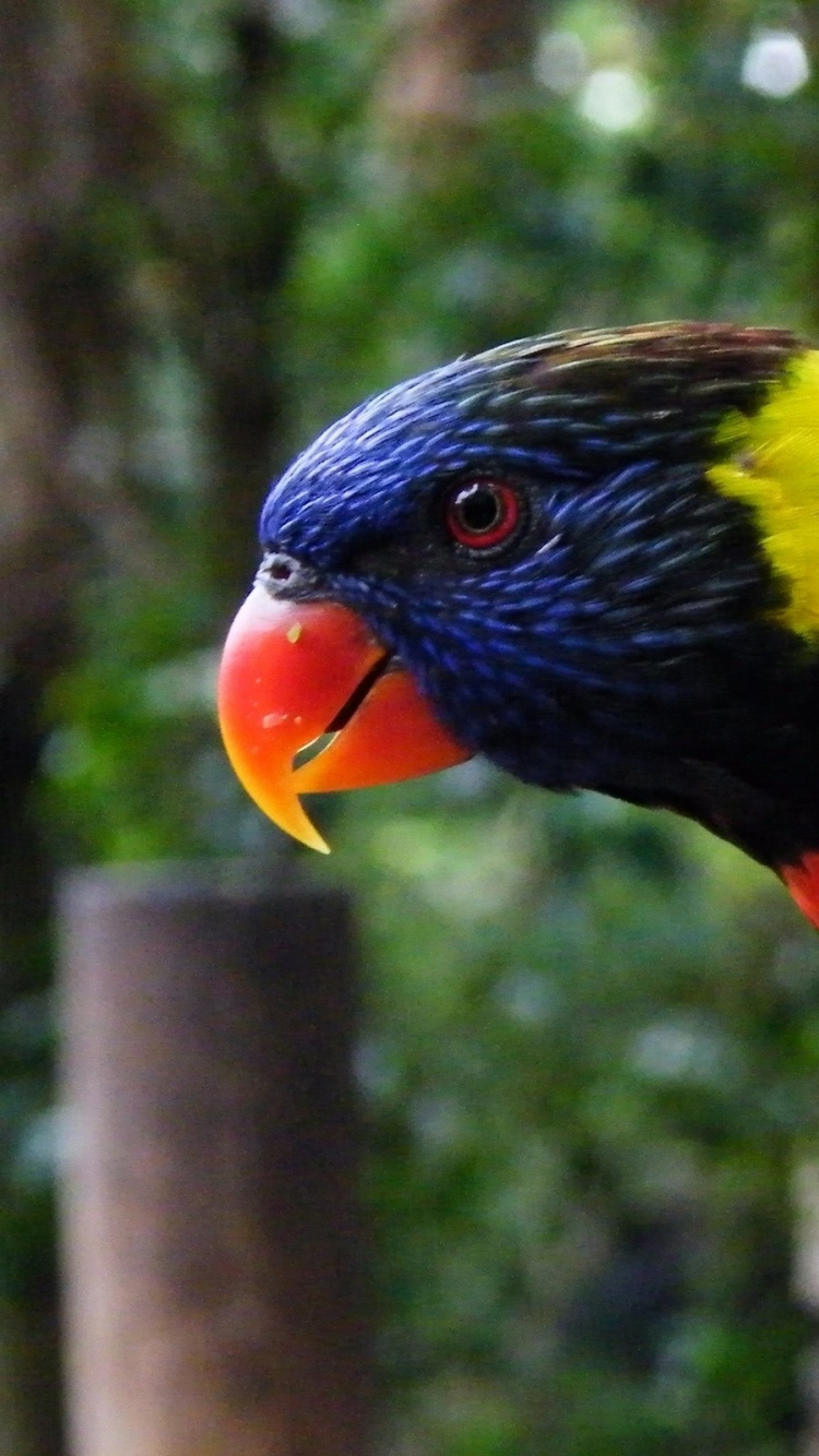 Обои Ара, птица, клюв, попугай, длиннохвостый попугай в разрешении 750x1334