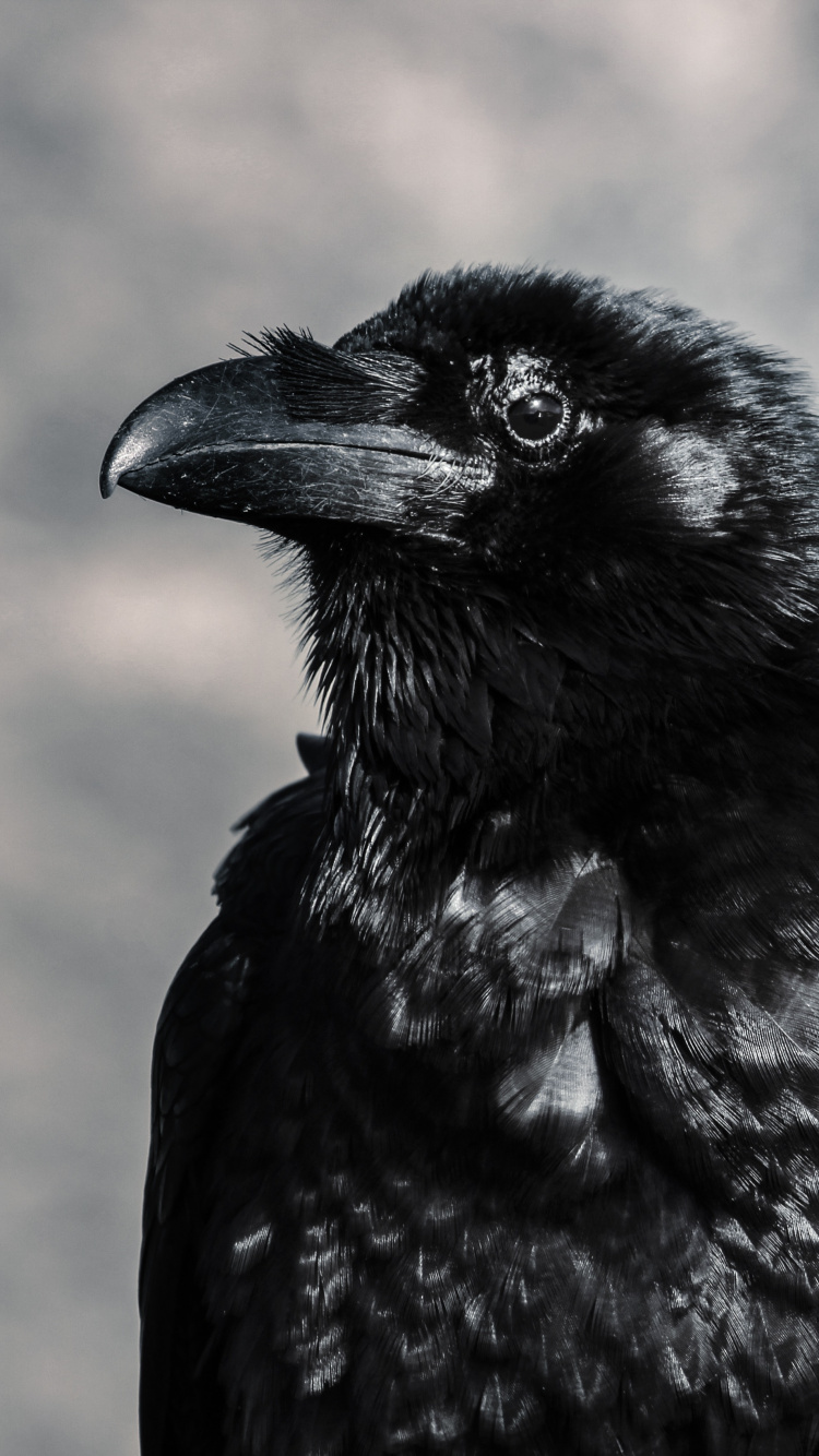 Обои клюв, ворон, иллюстрация, ворона, ворон как птица в разрешении 750x1334