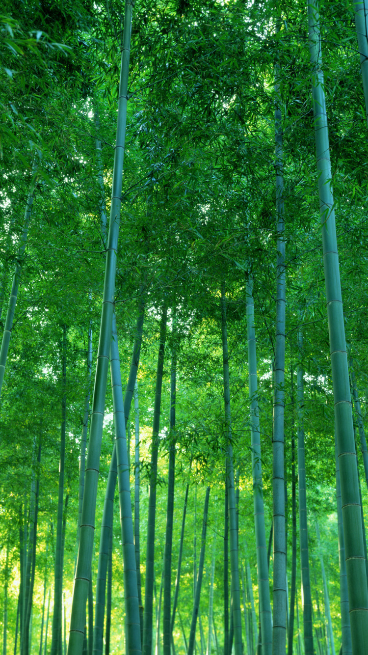 Обои бамбук, лес, дерево, растительность, природный заповедник в разрешении 750x1334