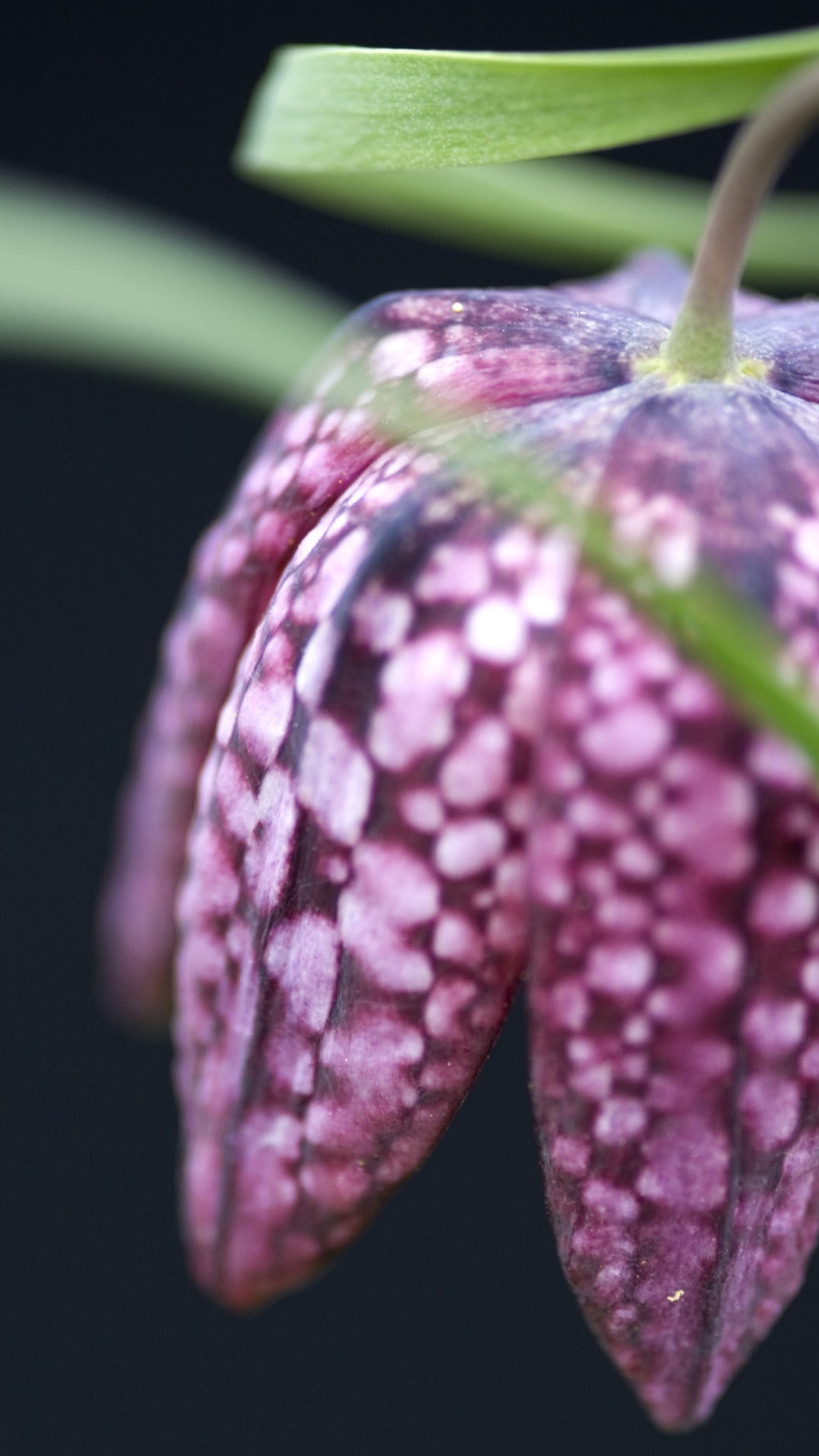 Обои Нокиа 8, Нокиа 6, нокиа 8 1, Nokia, нокиа 8 3 5 г в разрешении 1080x1920