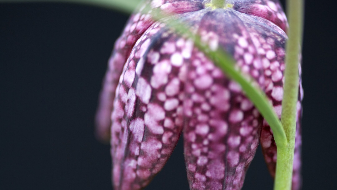 Обои Нокиа 8, Нокиа 6, нокиа 8 1, Nokia, нокиа 8 3 5 г в разрешении 1280x720