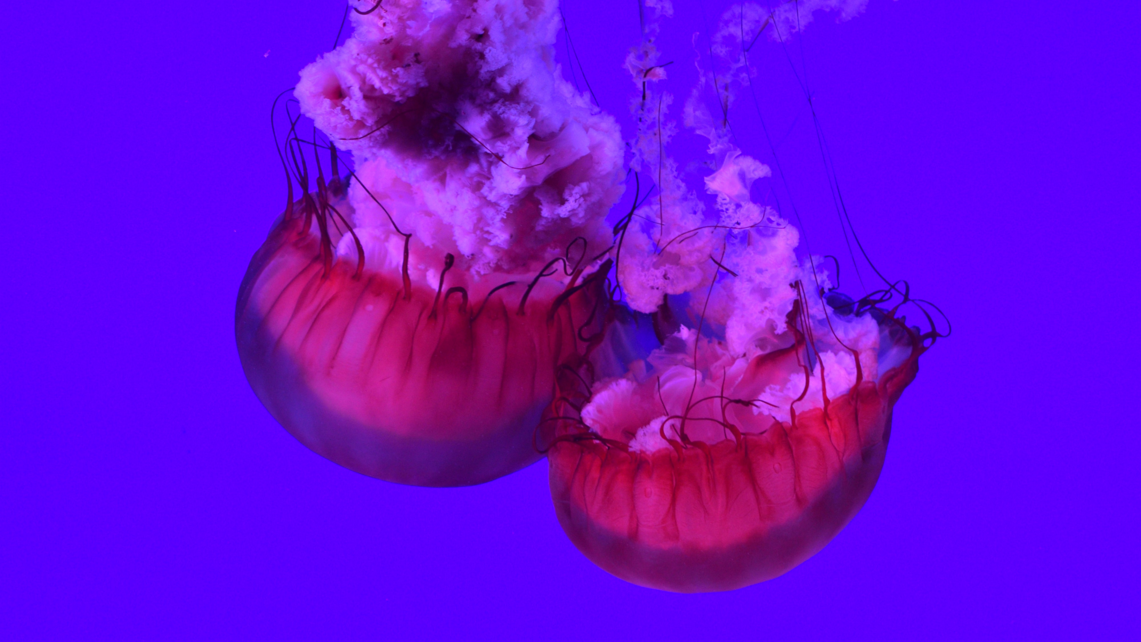 Обои беспозвоночных, Медуза, пурпур, Фиолетовый, cnidaria в разрешении 3840x2160