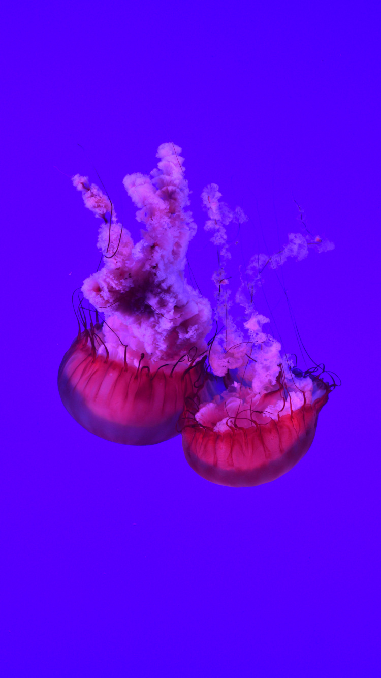 Обои беспозвоночных, Медуза, пурпур, Фиолетовый, cnidaria в разрешении 750x1334