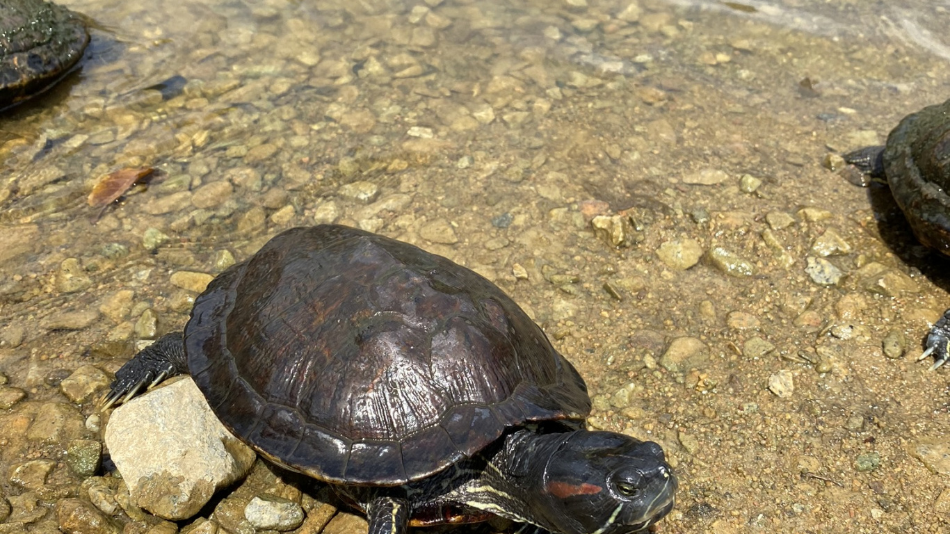 Обои эмидид, пруд черепахи, каймановая черепаха, вода, пресмыкающееся в разрешении 1366x768