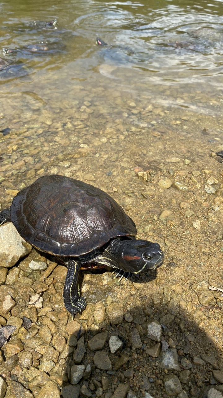 Обои эмидид, пруд черепахи, каймановая черепаха, вода, пресмыкающееся в разрешении 720x1280