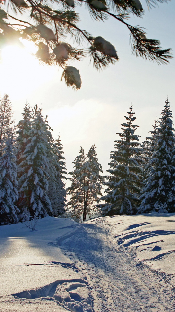 Обои зима, снег, дерево, природа, замораживание в разрешении 720x1280