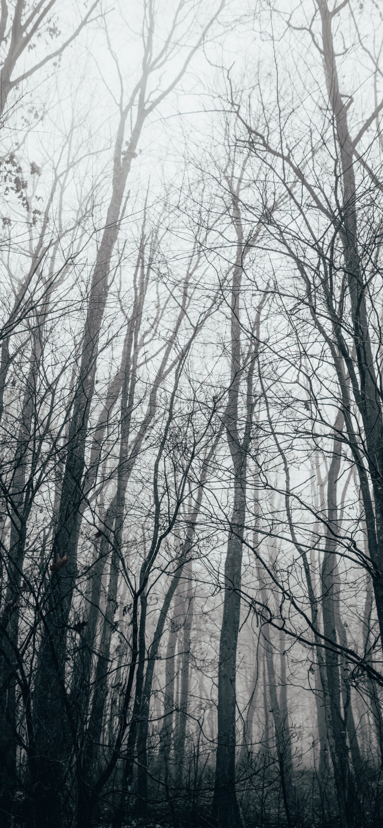 Обои лес, дерево, природа, природный ландшафт, окружающая среда в разрешении 1242x2688