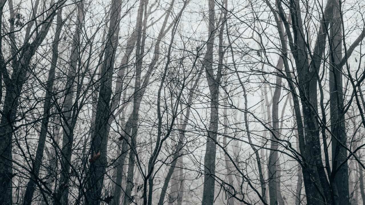 Обои лес, дерево, природа, природный ландшафт, окружающая среда в разрешении 1280x720