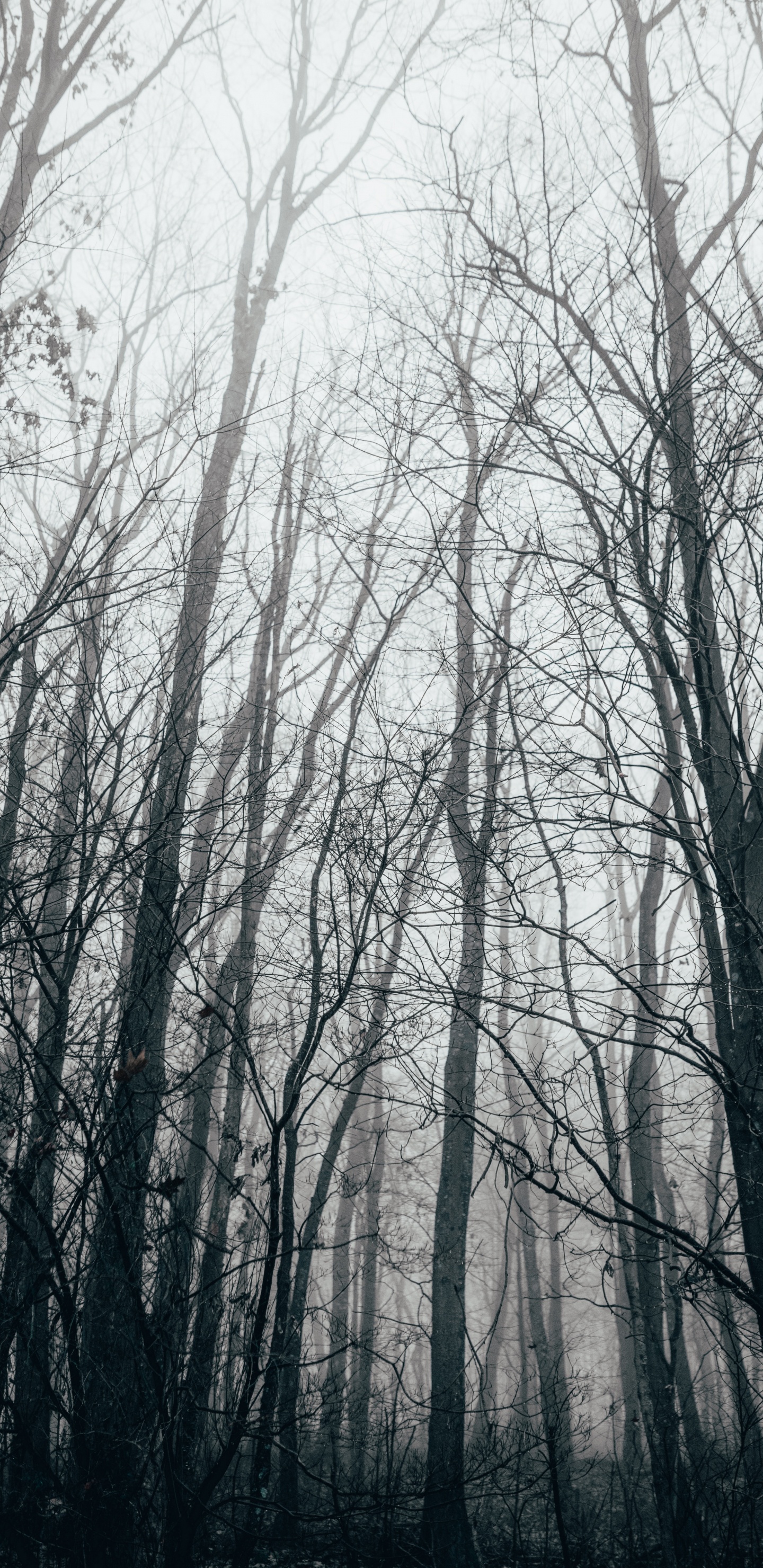 Обои лес, дерево, природа, природный ландшафт, окружающая среда в разрешении 1440x2960