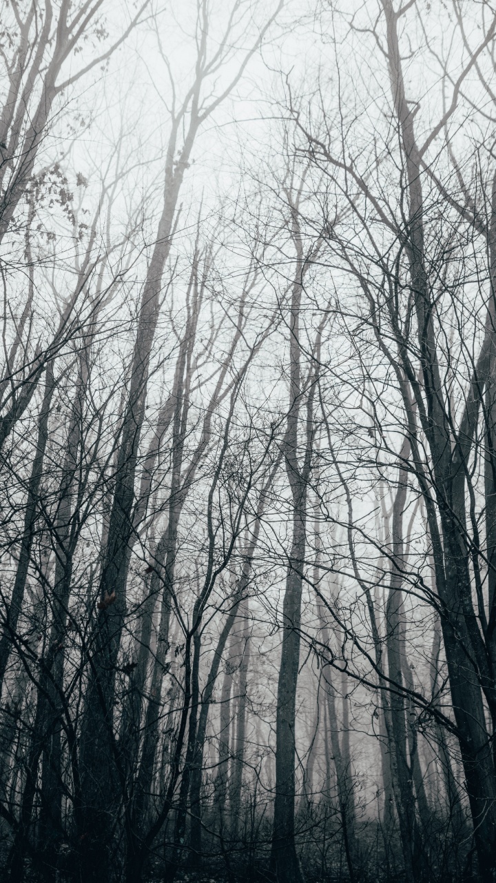 Обои лес, дерево, природа, природный ландшафт, окружающая среда в разрешении 720x1280