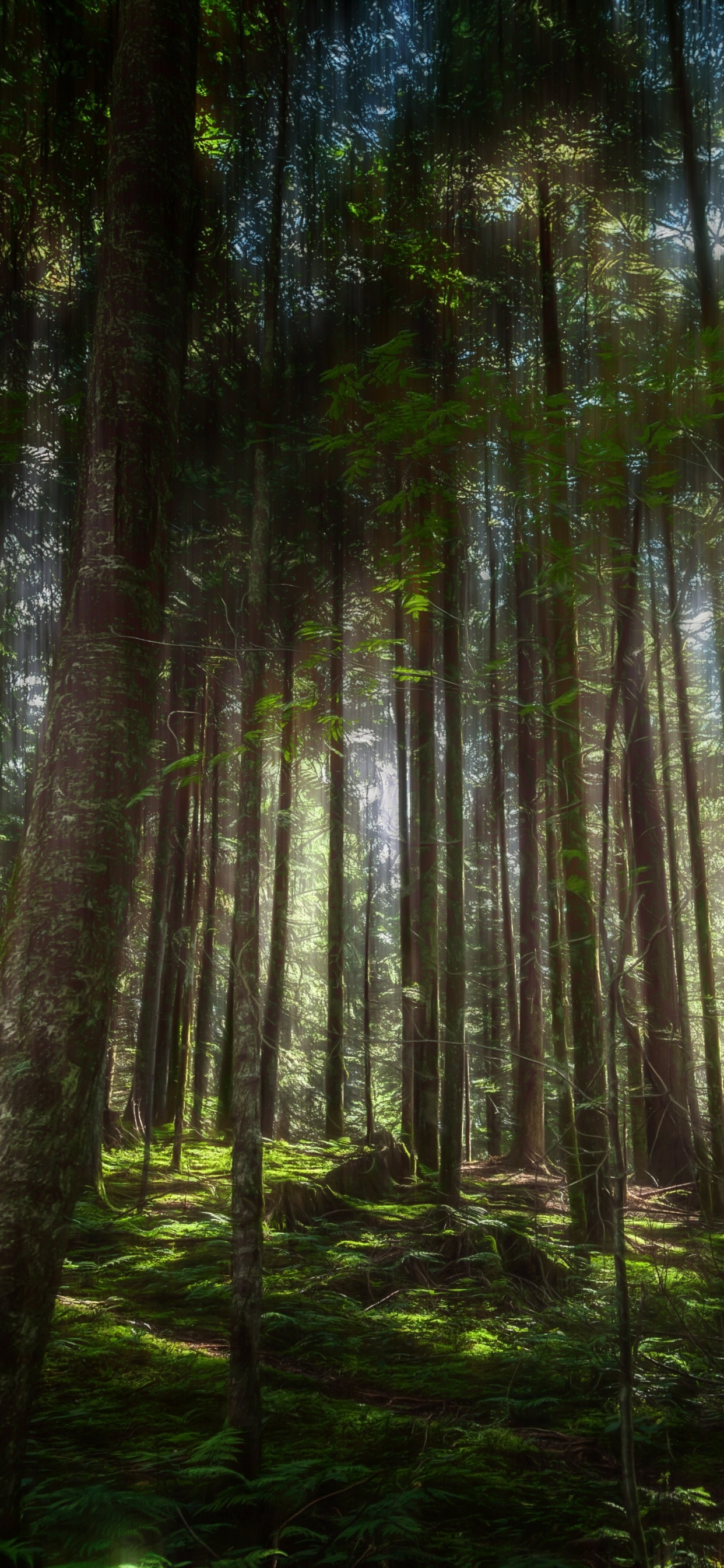 Обои природа, дерево, лес, растительность, лесистая местность в разрешении 1242x2688