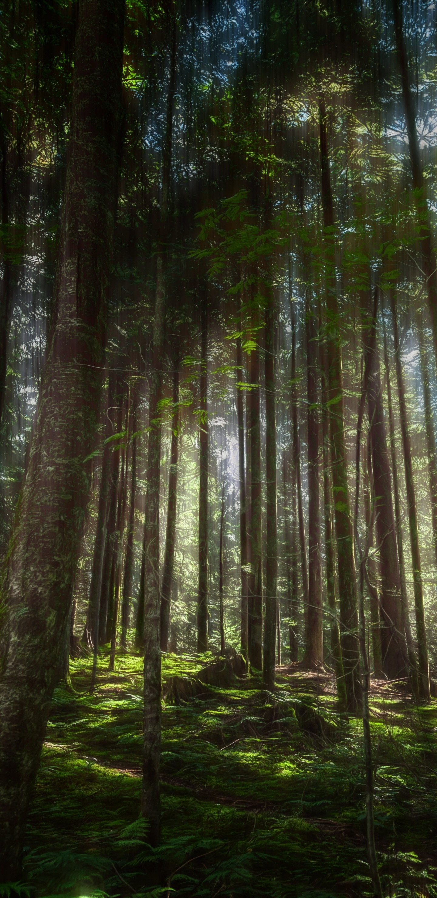 Обои природа, дерево, лес, растительность, лесистая местность в разрешении 1440x2960