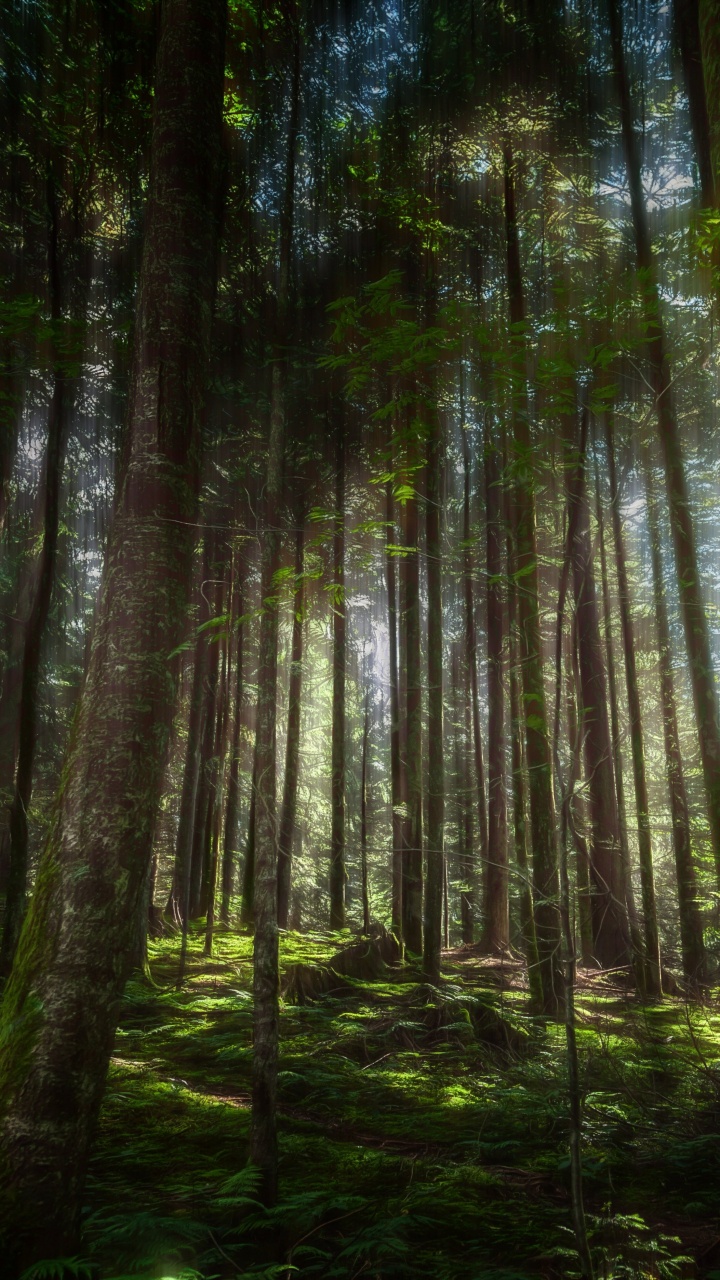 Обои природа, дерево, лес, растительность, лесистая местность в разрешении 720x1280